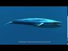 Blue Whale 3D model_2