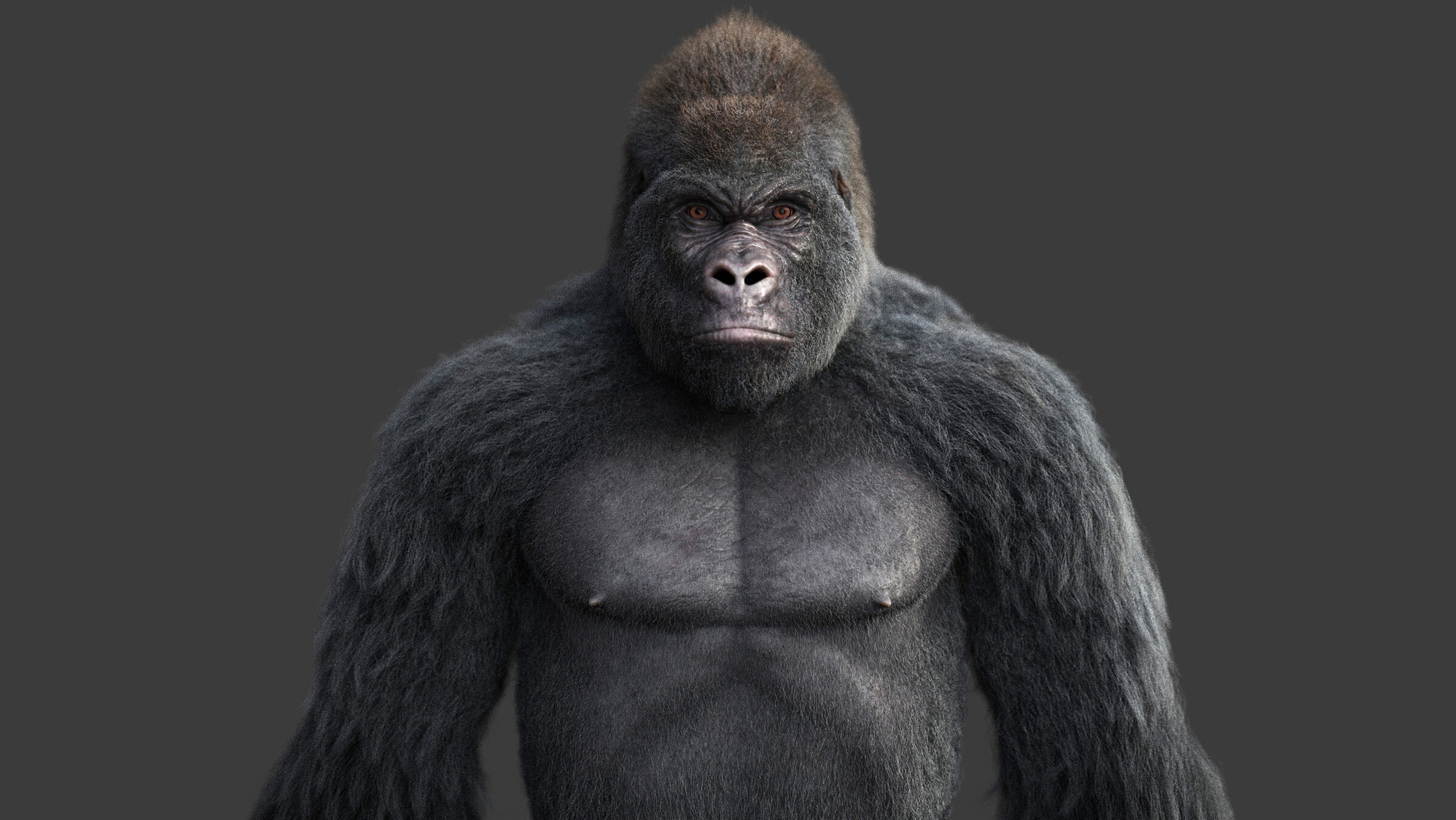 Gorilla RIG XGEN CORE 3D model_8