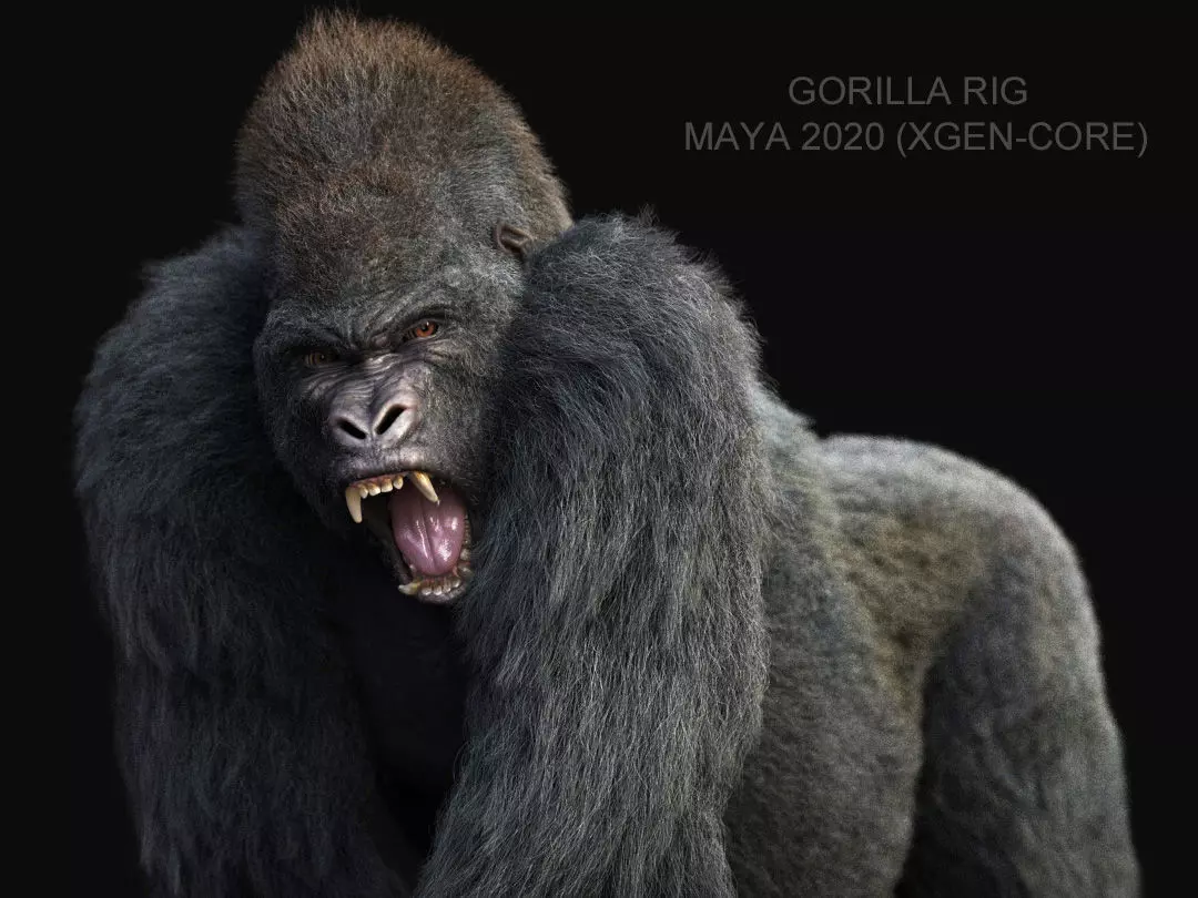Gorilla RIG XGEN CORE 3D model_0