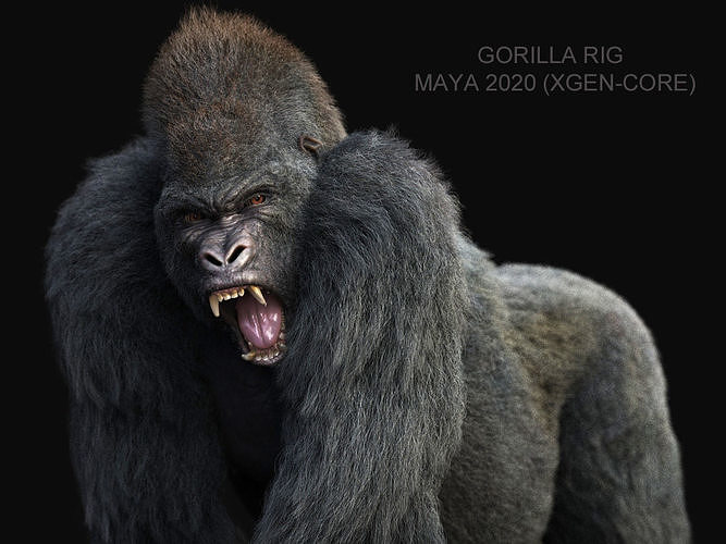 Gorilla RIG XGEN CORE 3D model