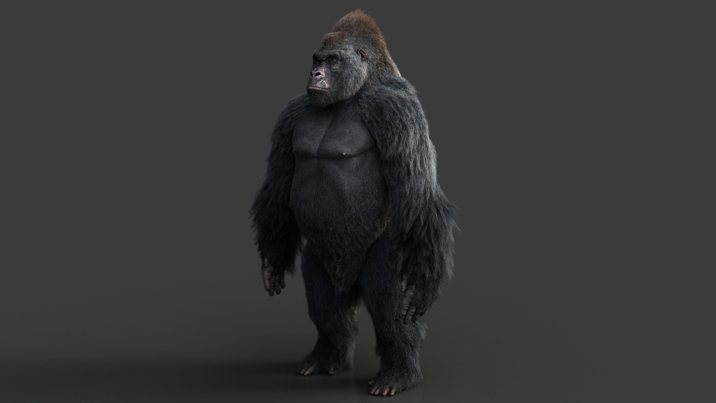 Gorilla RIG XGEN CORE 3D model_11