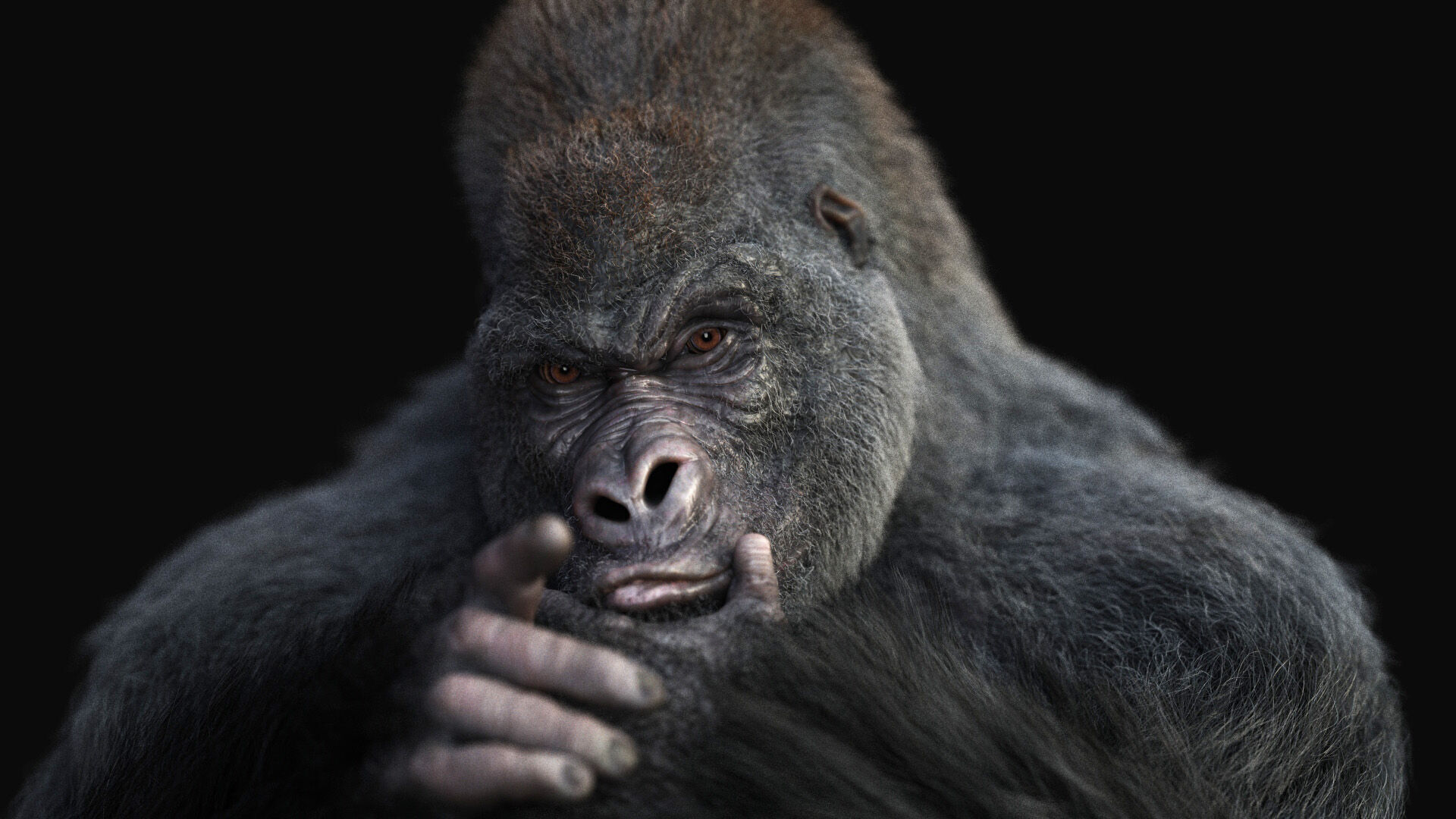 Gorilla RIG XGEN CORE 3D model_6