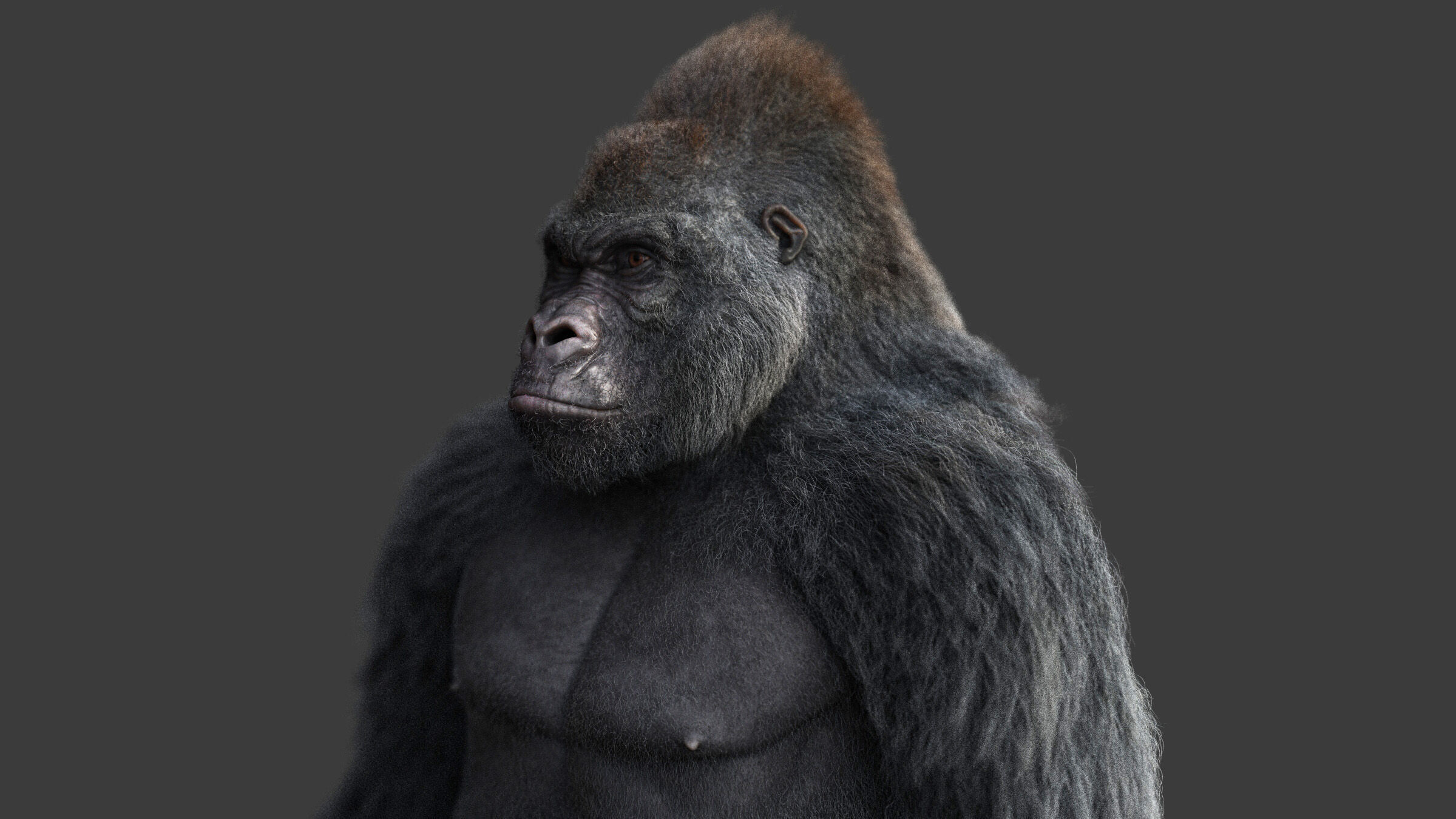 Gorilla RIG XGEN CORE 3D model_12