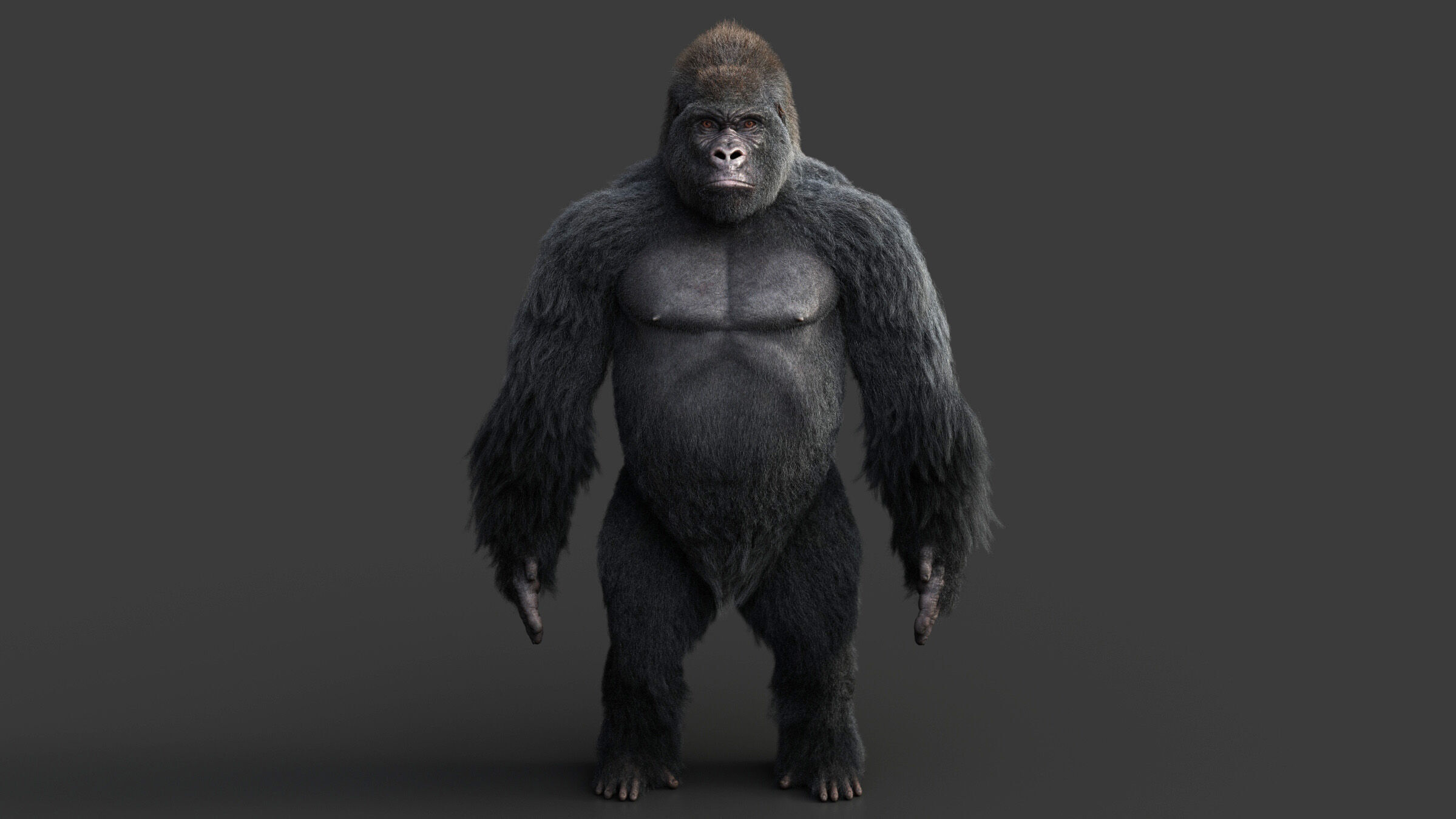 Gorilla RIG XGEN CORE 3D model_4