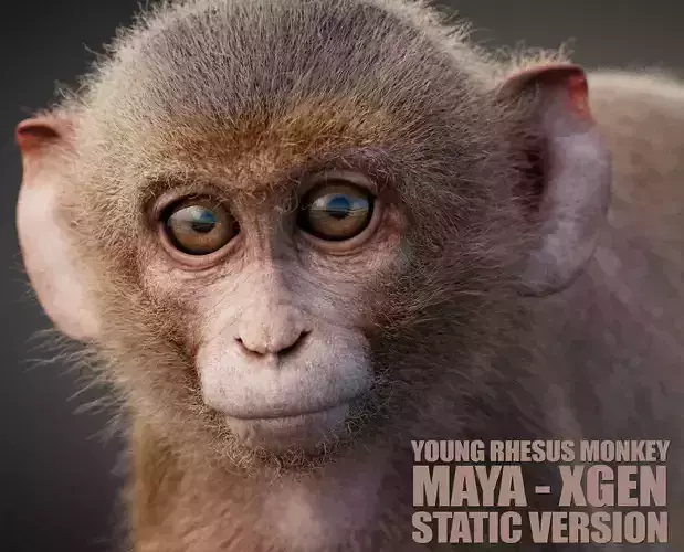 Young Rhesus Monkey - Static Version - Xgen-core 3D model