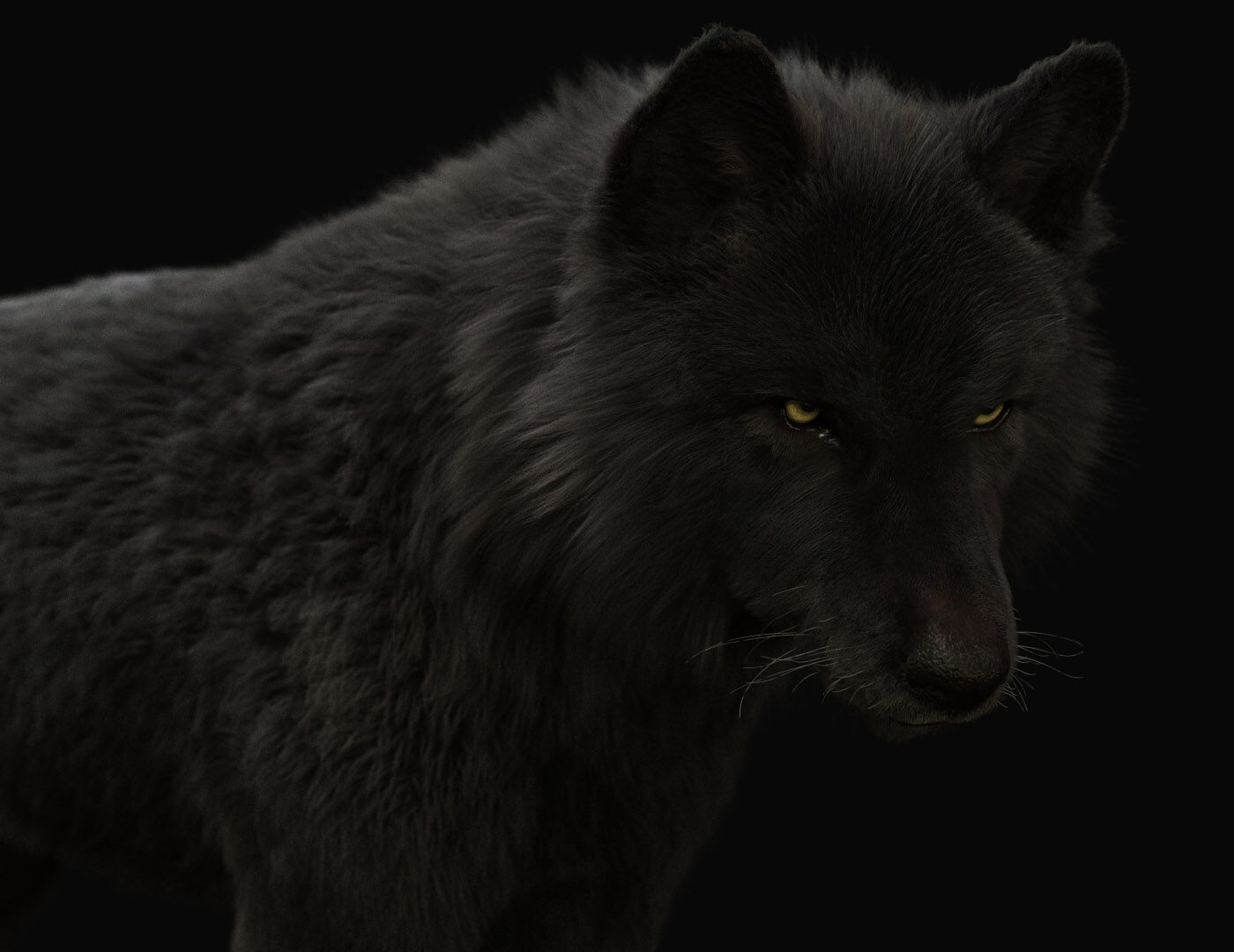 Black Wolf RIGGED XGEN igs 3D model_6