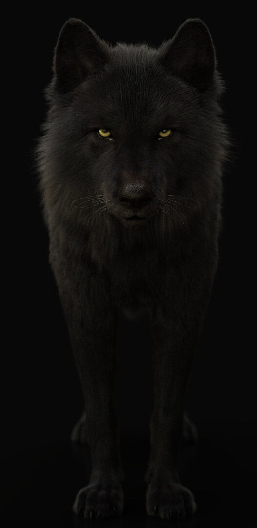 Black Wolf RIGGED XGEN igs 3D model_4