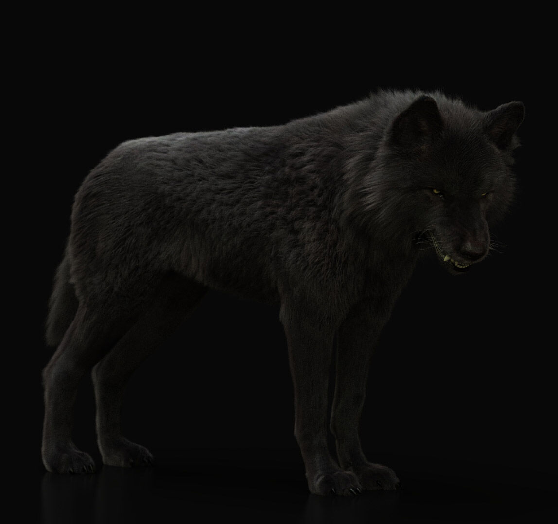 Black Wolf RIGGED XGEN igs 3D model_7