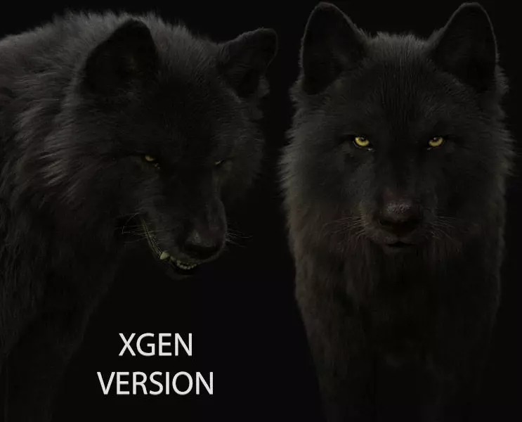 Black Wolf RIGGED XGEN igs 3D model_0