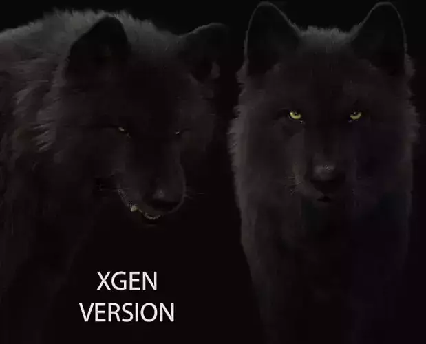 Black Wolf RIGGED XGEN igs 3D model