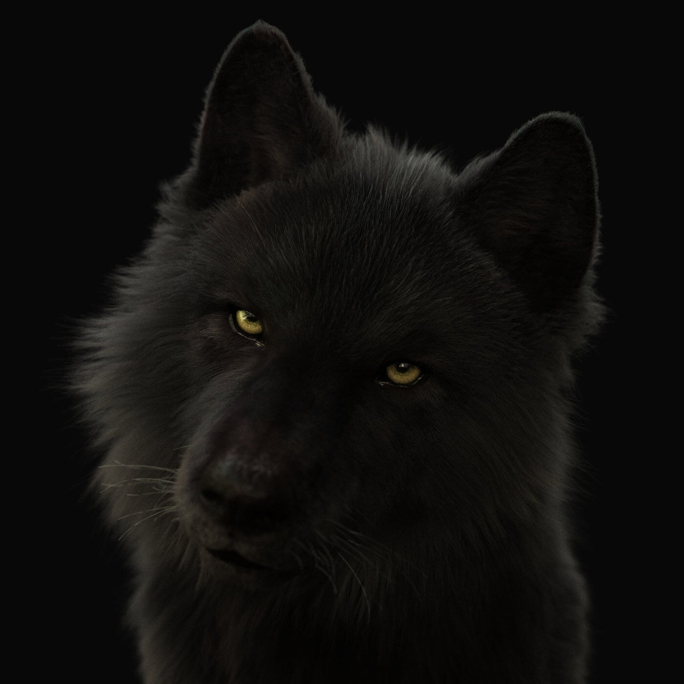 Black Wolf RIGGED XGEN igs 3D model_10