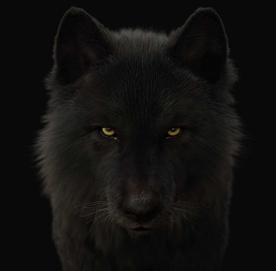 Black Wolf RIGGED XGEN igs 3D model_3