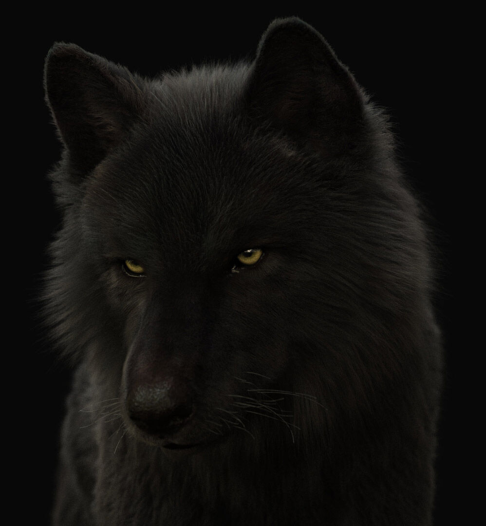 Black Wolf RIGGED XGEN igs 3D model_9