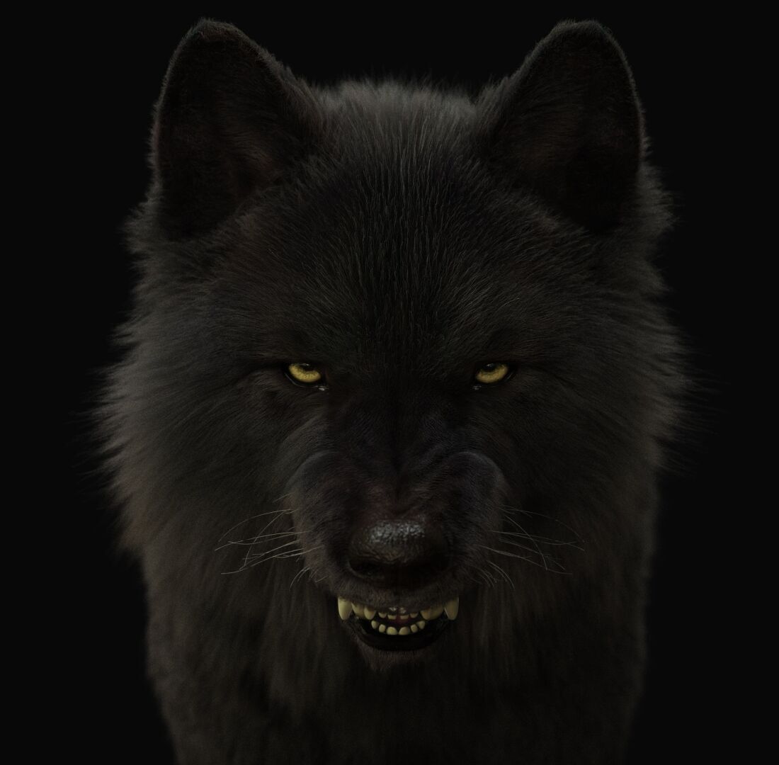Black Wolf RIGGED XGEN igs 3D model_5