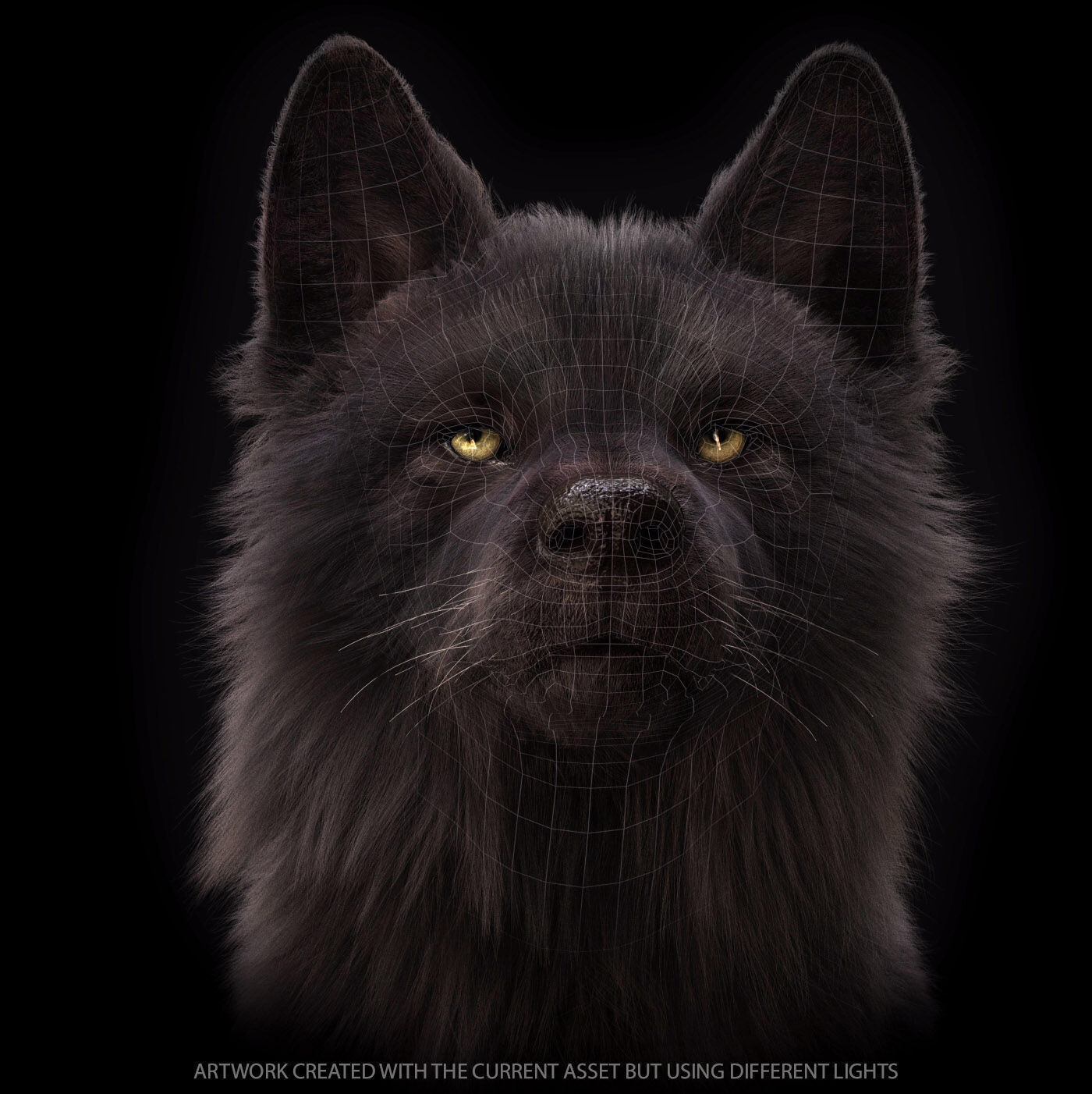 Black Wolf RIGGED XGEN igs 3D model_14