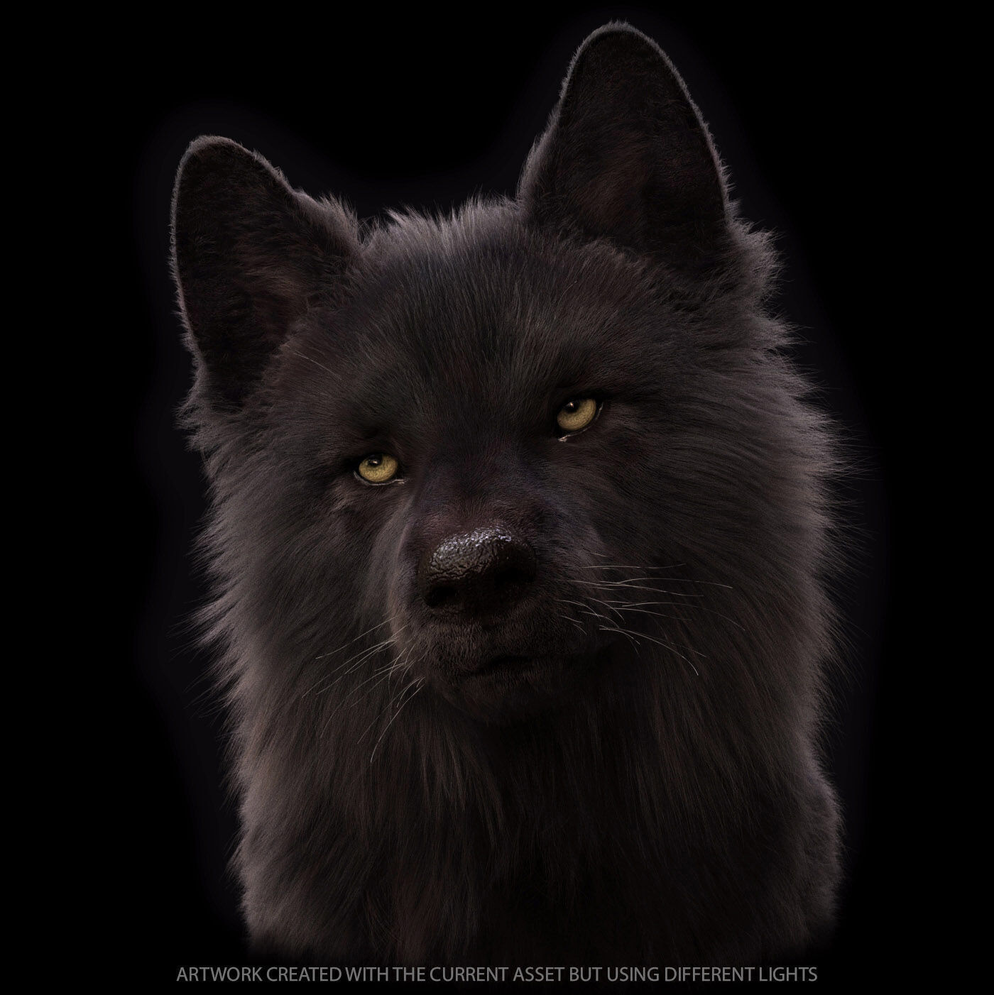 Black Wolf RIGGED XGEN igs 3D model_12