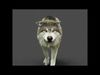 Black Wolf RIGGED XGEN igs 3D model_1
