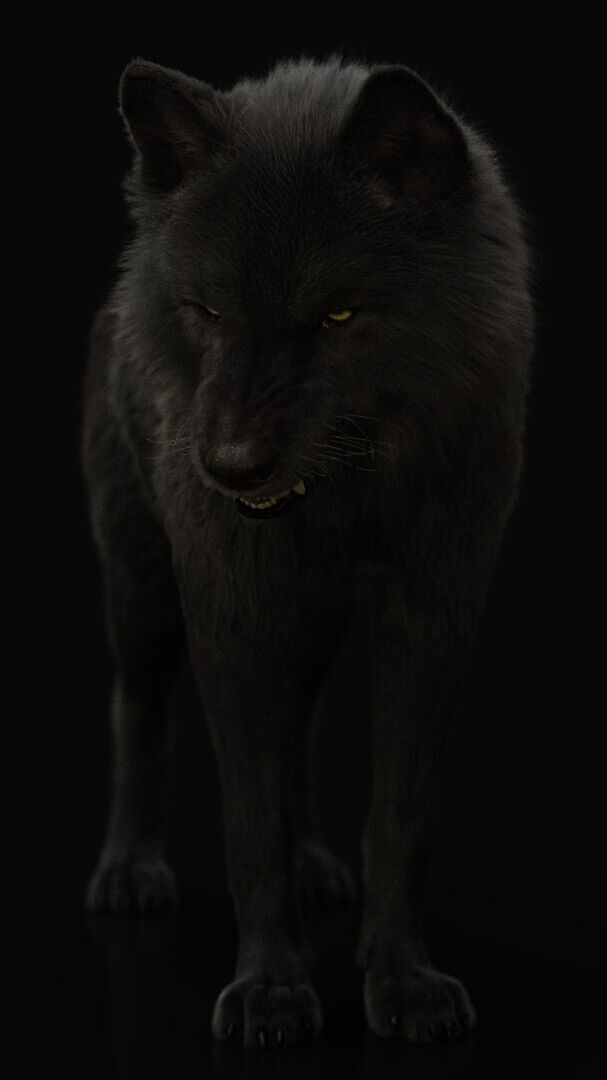 Black Wolf RIGGED XGEN igs 3D model_2