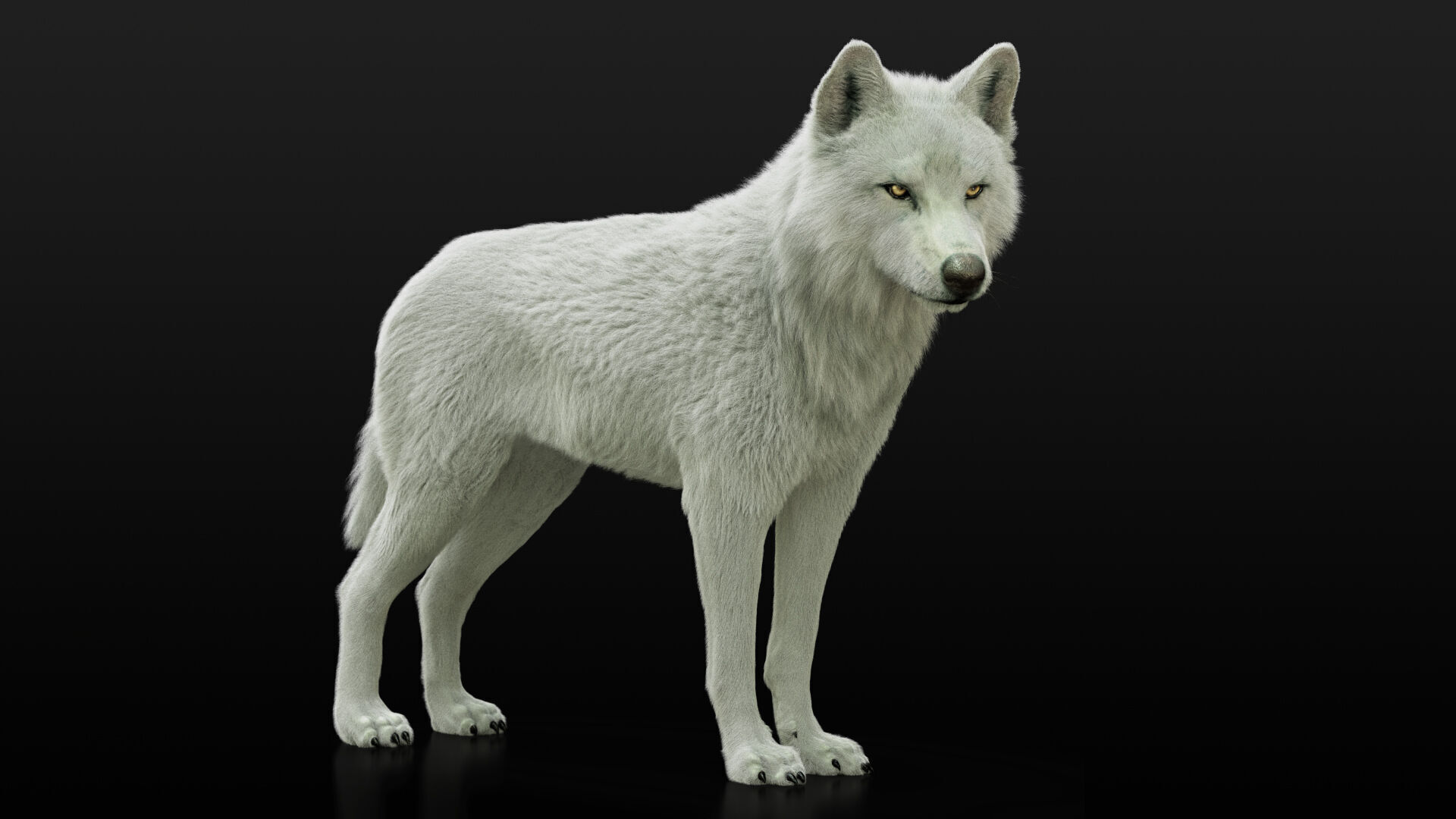 Arctic Wolf RIGGED XGEN igs 3D model_8
