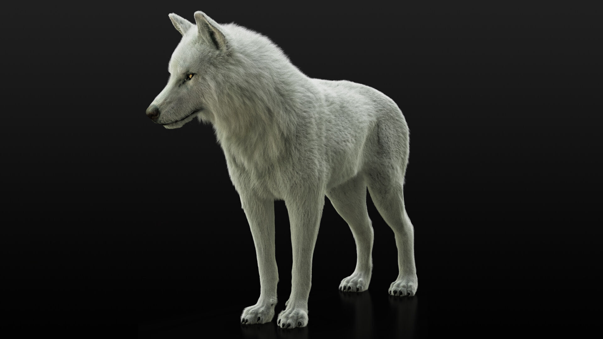 Arctic Wolf RIGGED XGEN igs 3D model_13
