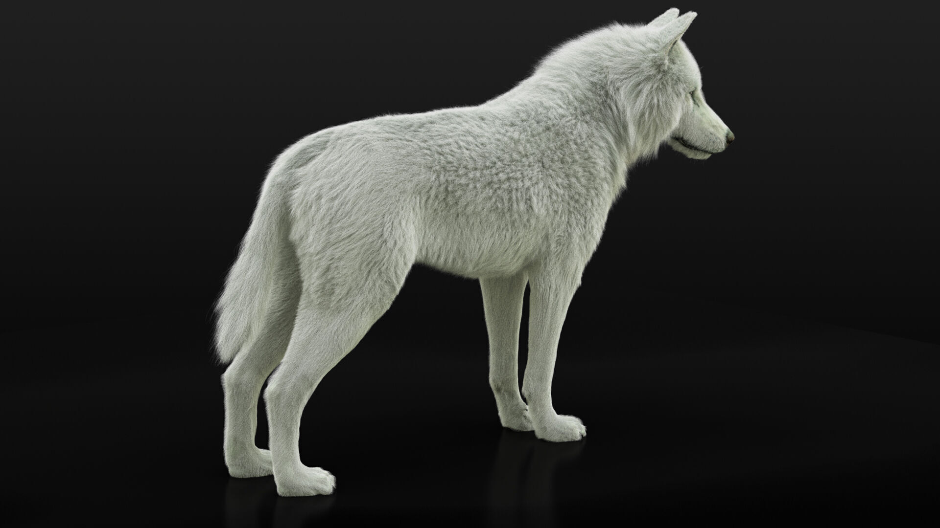 Arctic Wolf RIGGED XGEN igs 3D model_14