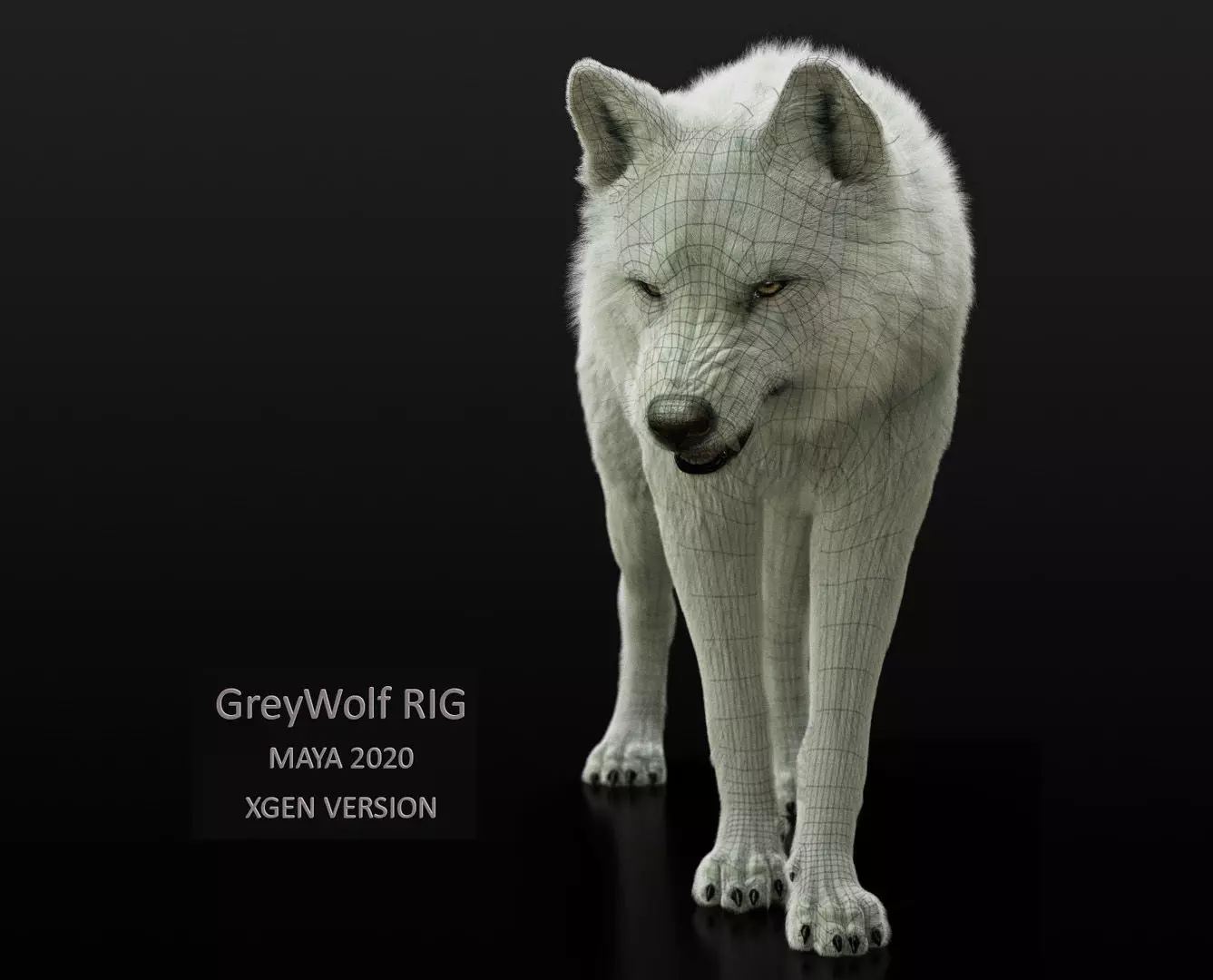 Arctic Wolf RIGGED XGEN igs 3D model_0