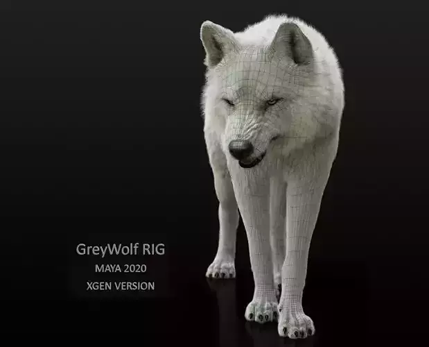 Arctic Wolf RIGGED XGEN igs 3D model