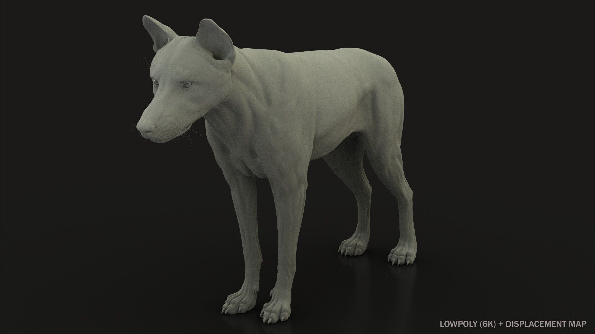 Arctic Wolf RIGGED XGEN igs 3D model_16