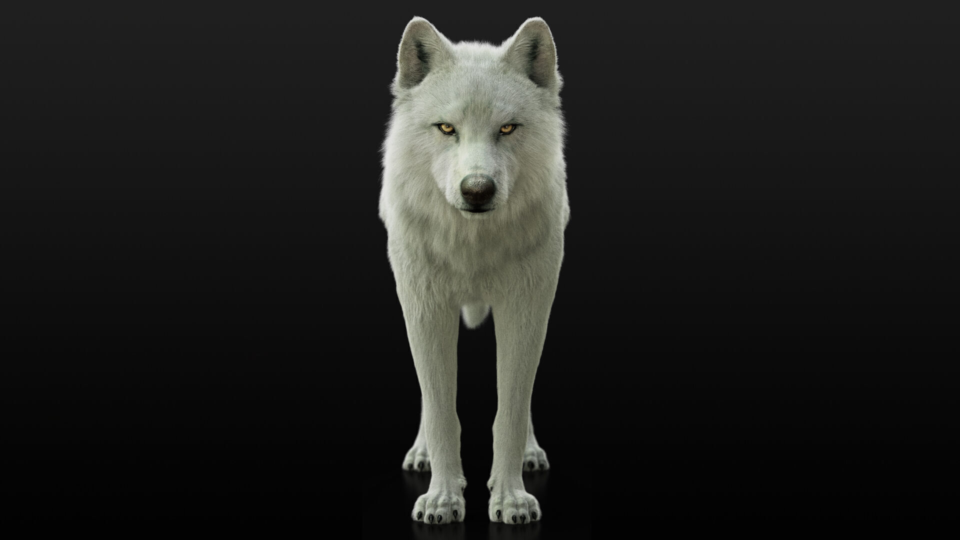 Arctic Wolf RIGGED XGEN igs 3D model_5
