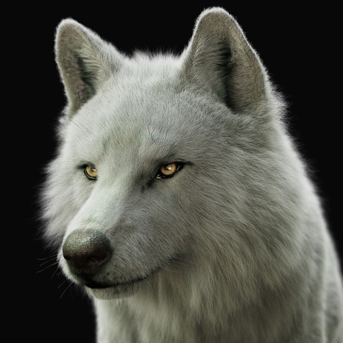 Arctic Wolf RIGGED XGEN igs 3D model_11