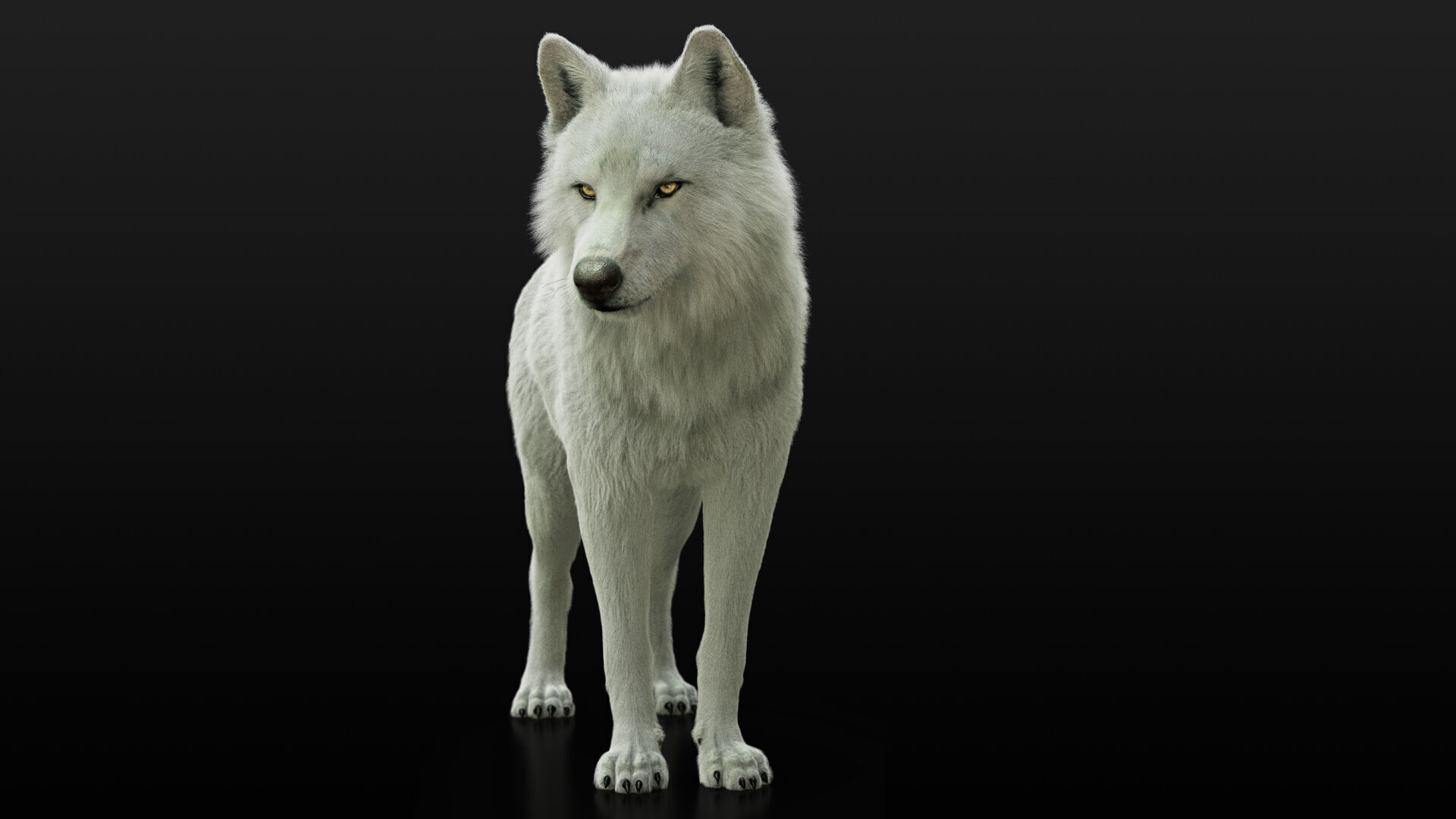 Arctic Wolf RIGGED XGEN igs 3D model_7