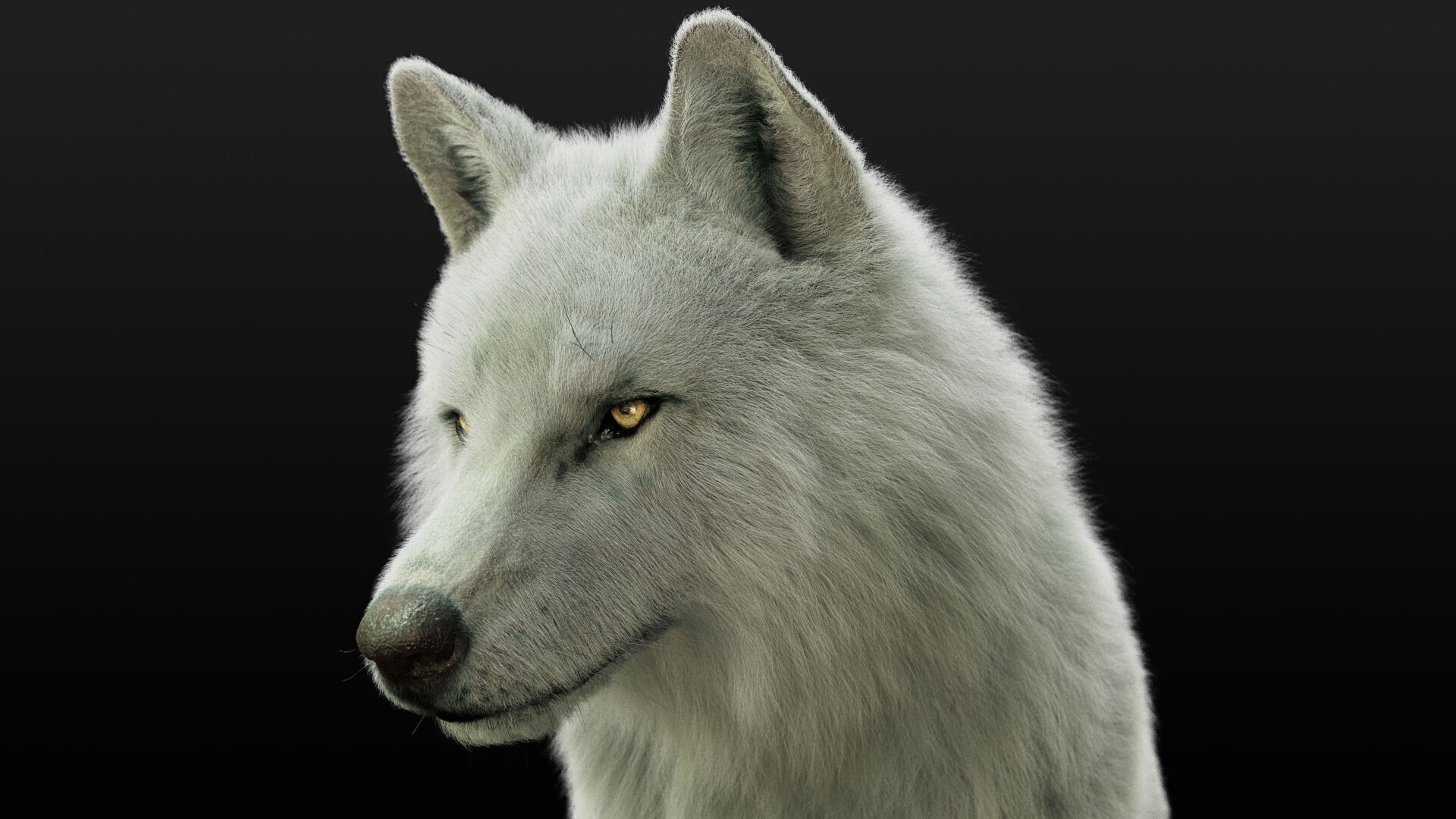 Arctic Wolf RIGGED XGEN igs 3D model_10