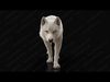 Arctic Wolf RIGGED XGEN igs 3D model_1