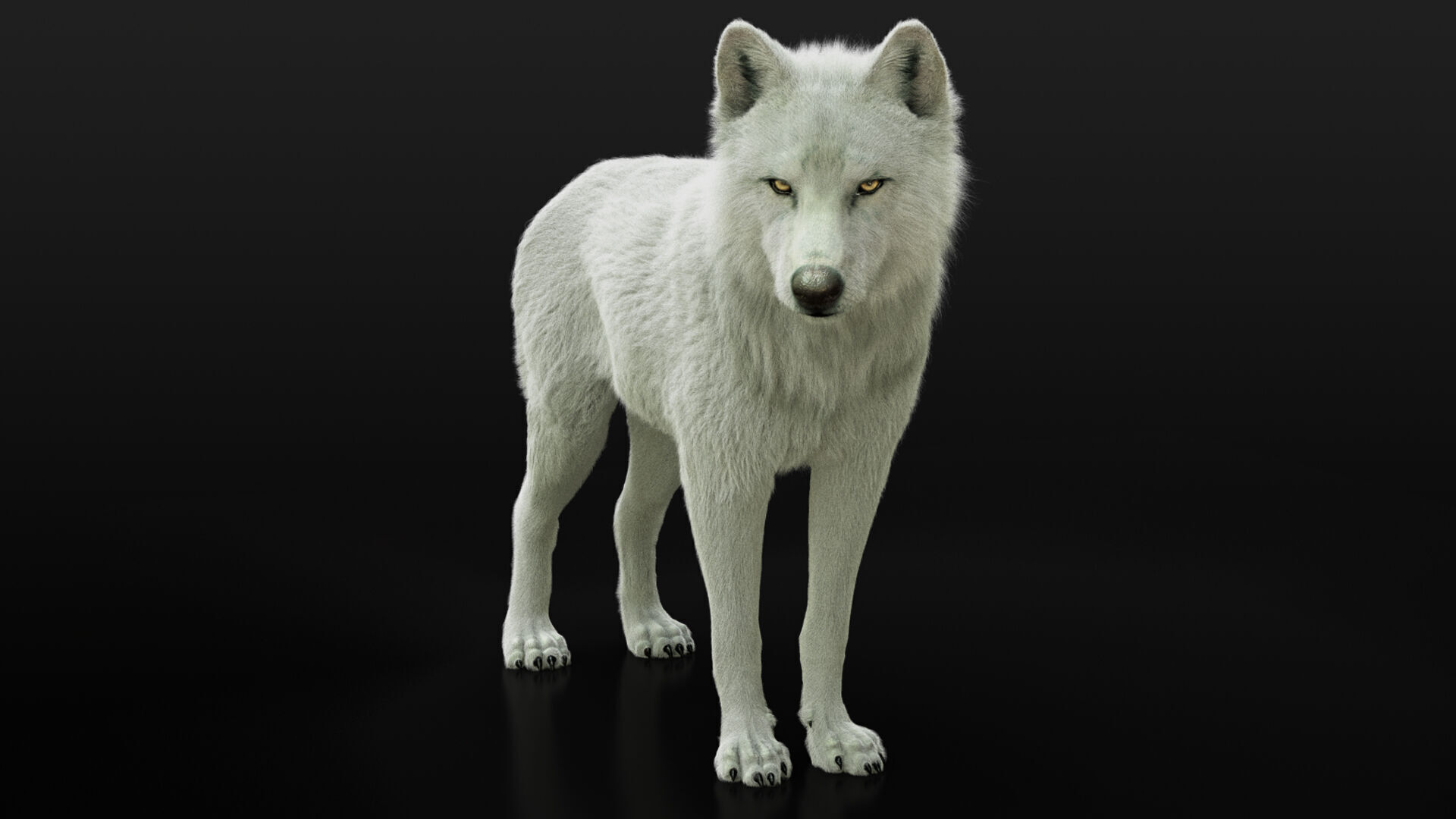 Arctic Wolf RIGGED XGEN igs 3D model_12