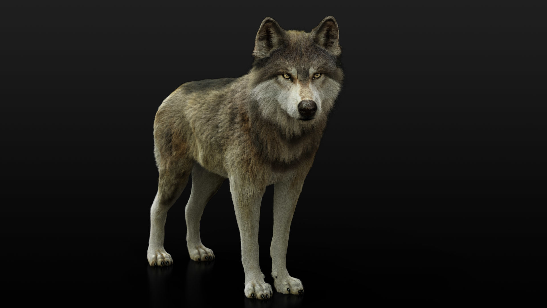 Wolf 2 RIGGED XGEN igs 3D model_4