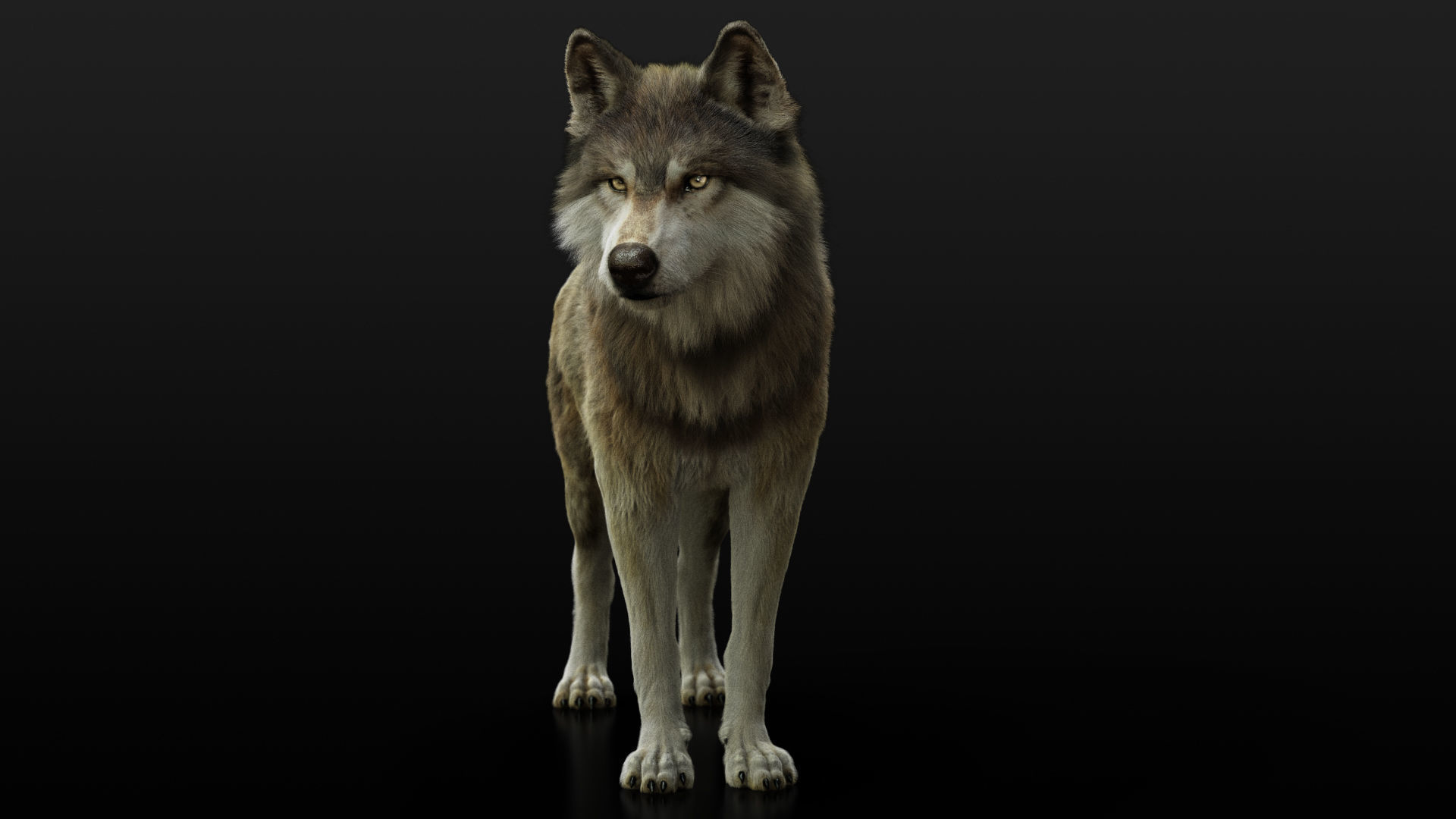 Wolf 2 RIGGED XGEN igs 3D model_7
