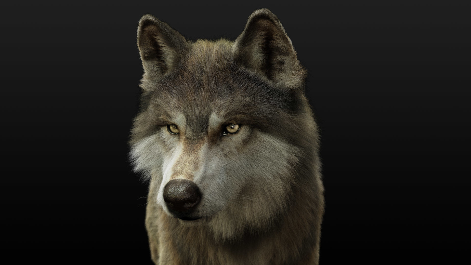 Wolf 2 RIGGED XGEN igs 3D model_6