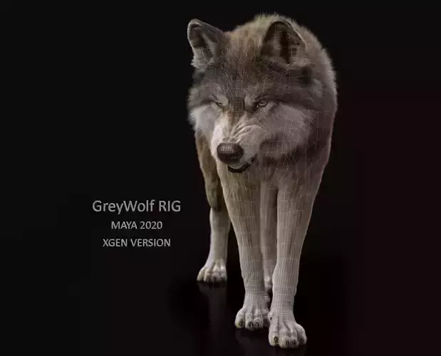Wolf 2 RIGGED XGEN igs 3D model