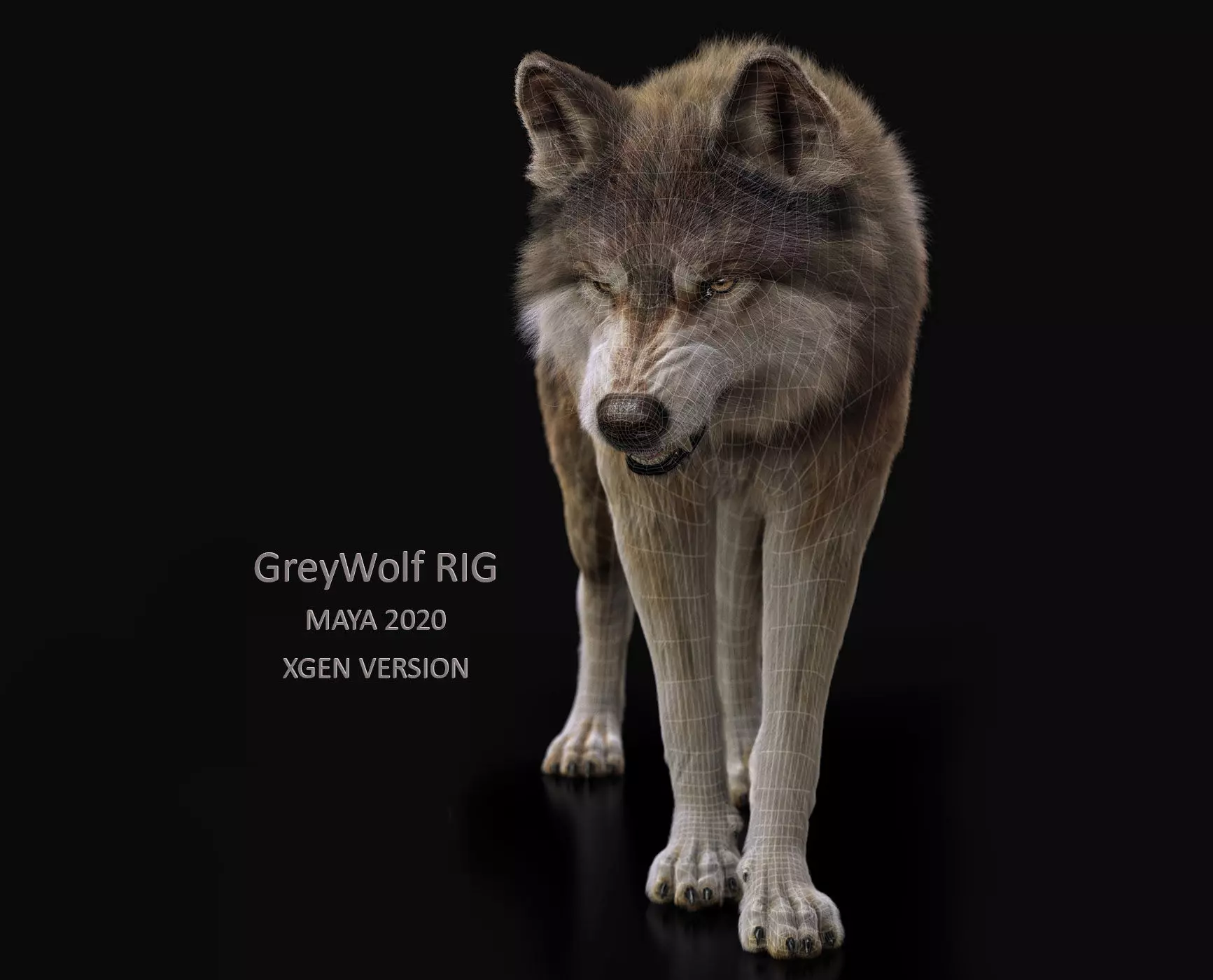 Wolf 2 RIGGED XGEN igs 3D model_0