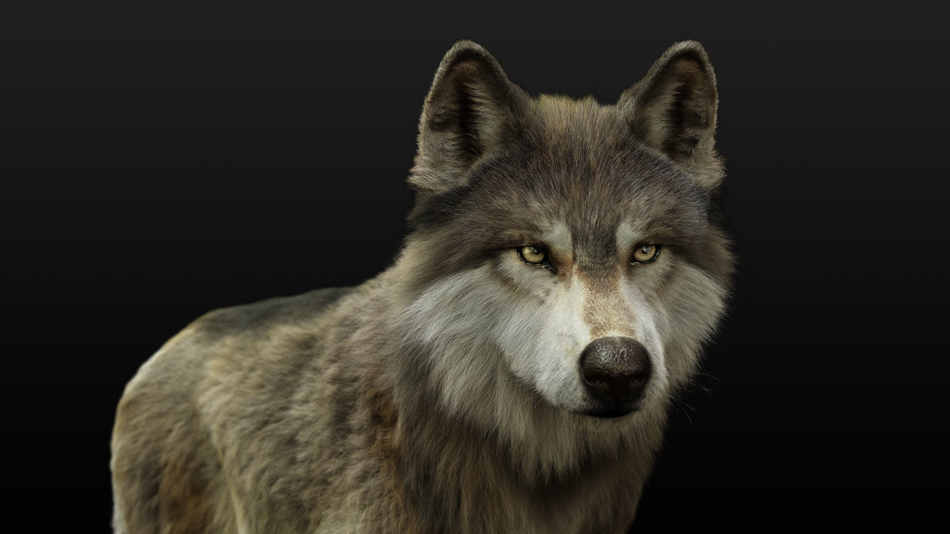 Wolf 2 RIGGED XGEN igs 3D model_5