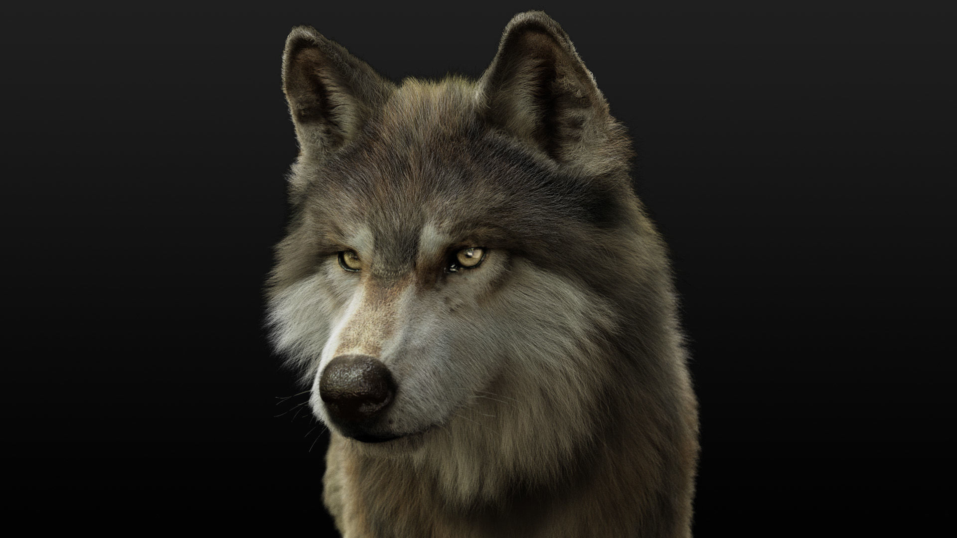 Wolf 2 RIGGED XGEN igs 3D model_10