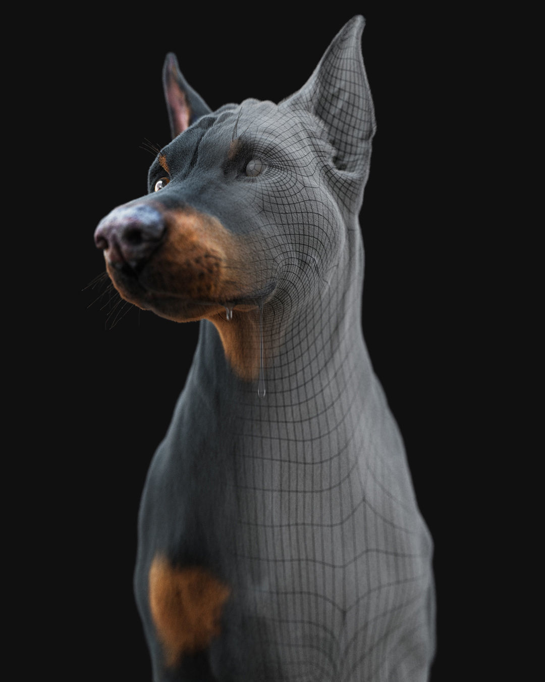 Dobermann XGEN RIGGED 3D model_17