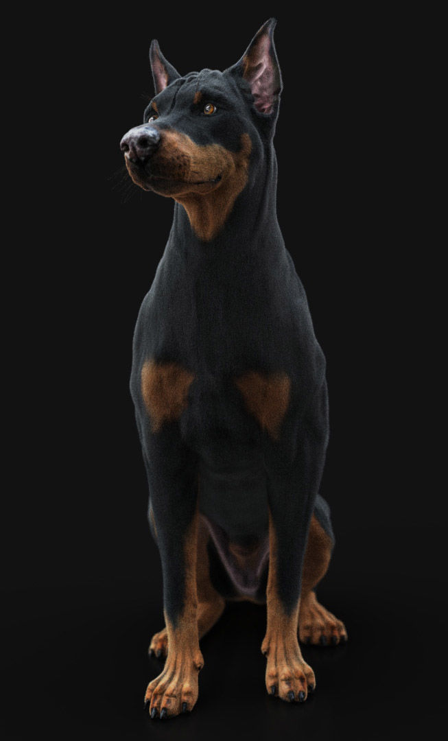 Dobermann XGEN RIGGED 3D model_8