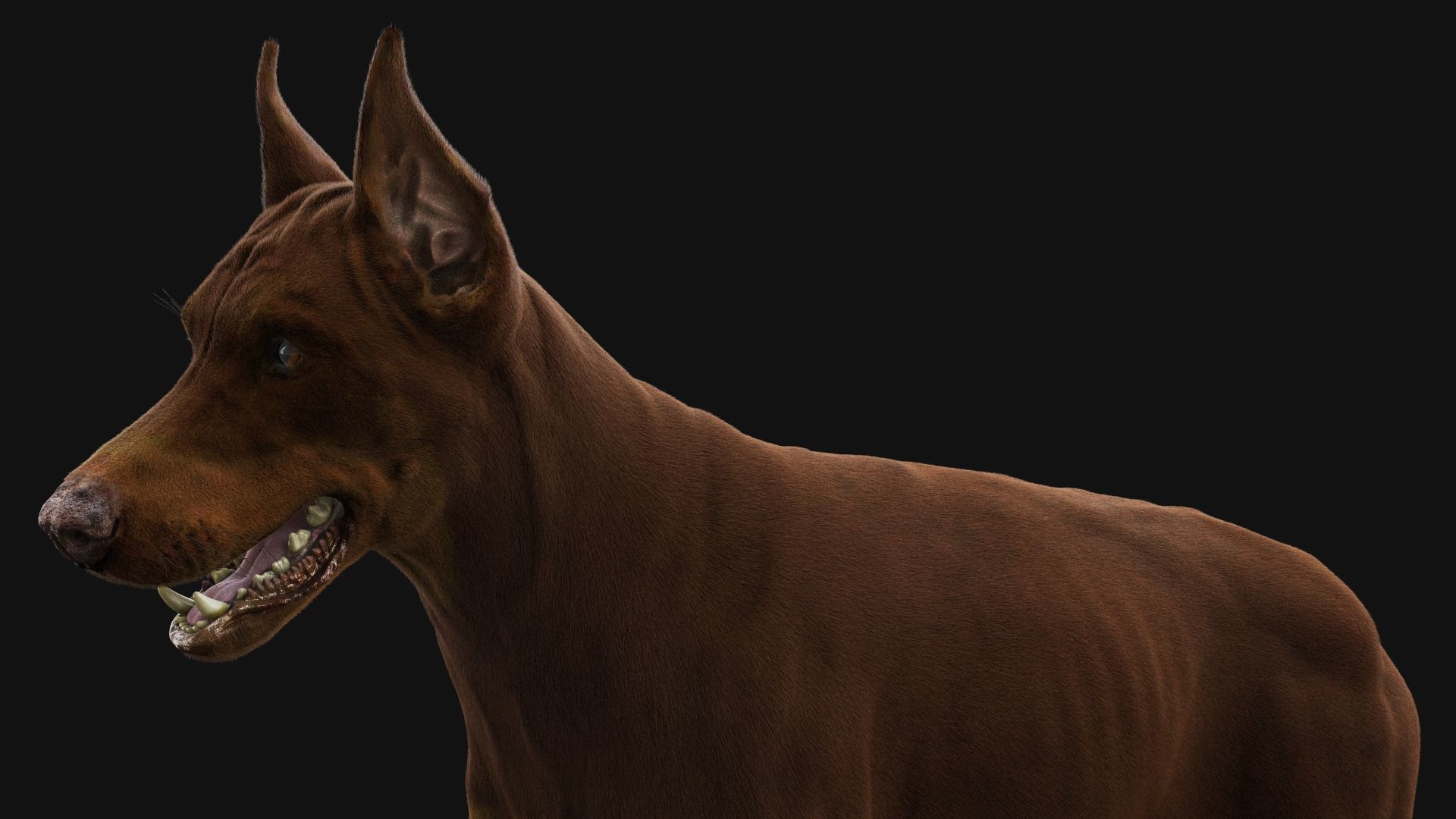 Dobermann XGEN RIGGED 3D model_13