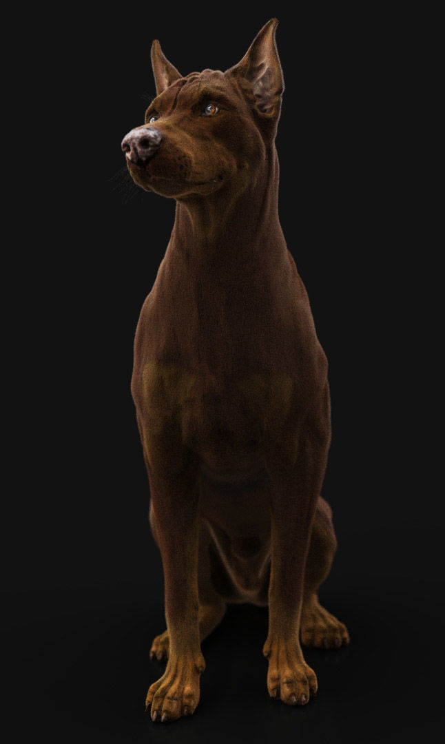 Dobermann XGEN RIGGED 3D model_7