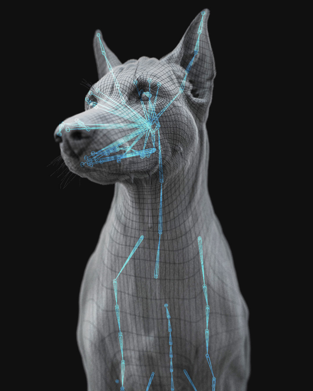 Dobermann XGEN RIGGED 3D model_18