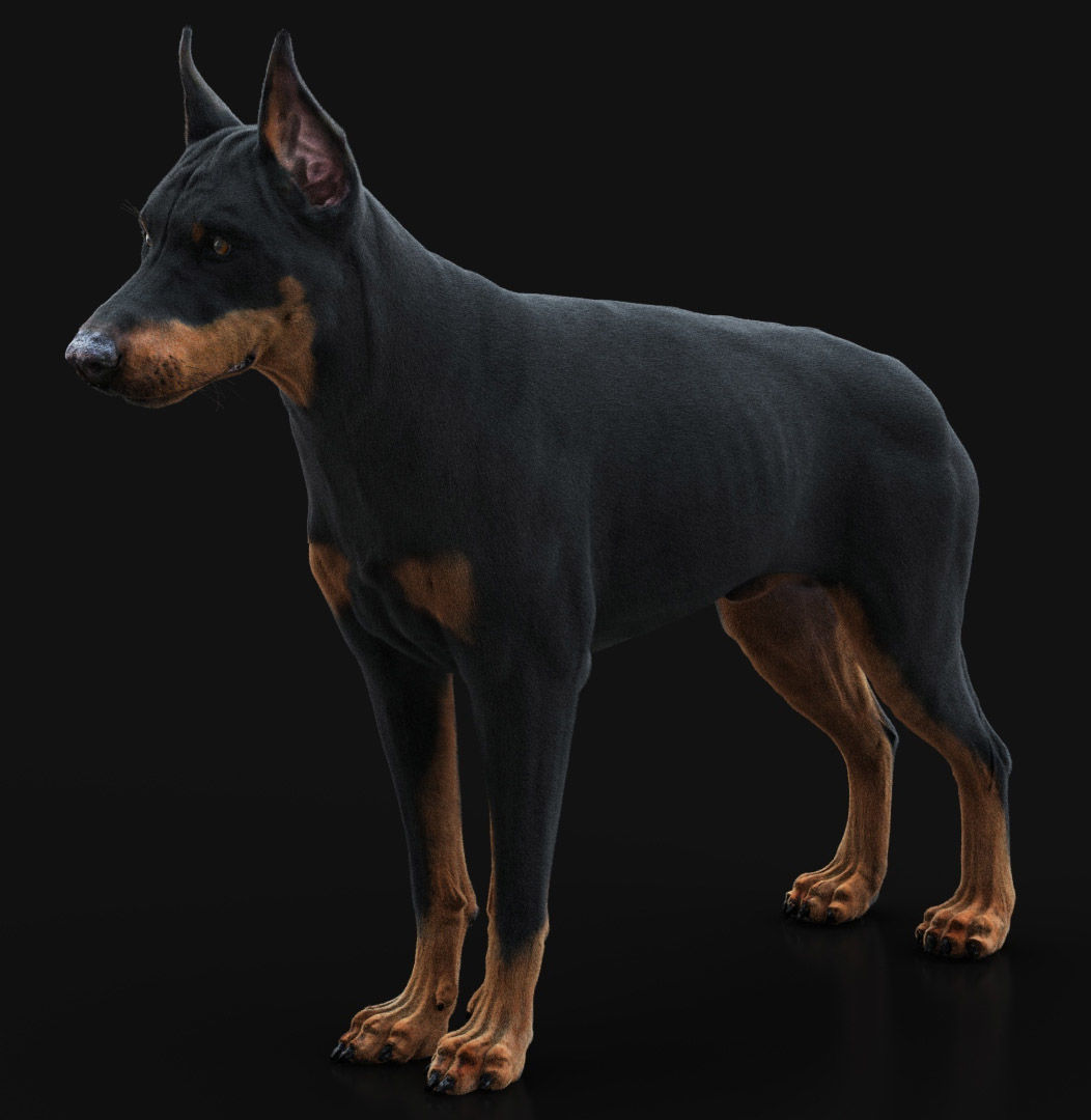 Dobermann XGEN RIGGED 3D model_3