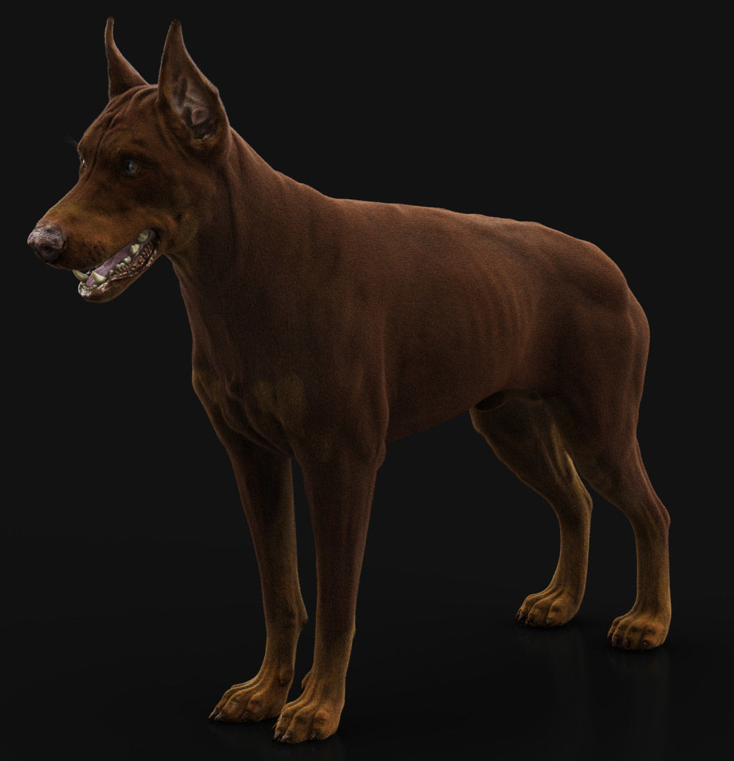 Dobermann XGEN RIGGED 3D model_6