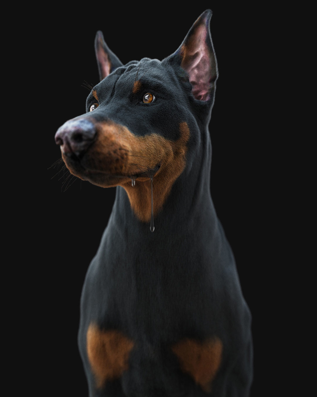 Dobermann XGEN RIGGED 3D model_14