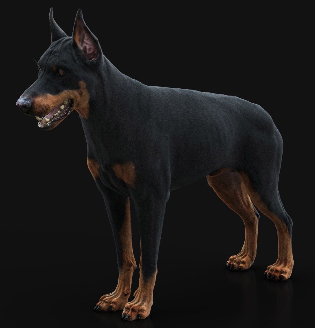 Dobermann XGEN RIGGED 3D model_4